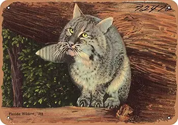 Метална пощенска картичка с надпис Florida - Florida Wildcat - Ретро Ръждясали вид