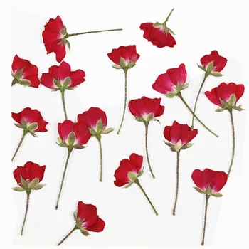 60 БР Истински естествени пресовани сушени рози, цветни клонки, малки сухи мини-рози за бижута от смола със собствените си ръце, сватбени покани