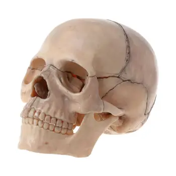 15 бр. /компл. Анатомическая модел на черепа в разглобено формата, Свалящ Медицинска технология обувки за cosplay