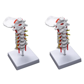 2X Маточната позвонок на Артерията на гръбначния Стълб Спинномозговые нервите Анатомическая модел Анатомия за проучване в класа на естествените науки Образователна модел
