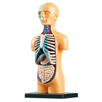 3D Свалящ се Анатомическая Модел от Тялото на Човека Торса За Образователни Играчки, Обучение Структурата на Човешкото Тяло, За Детето, Ученика