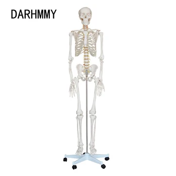 Анатомическая модел DARHMMY Човешки скелет в реален размер с Височина 170 см Материал PVC Бяла кост