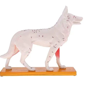 Анатомическая модел кучета Акупунктурная Анатомия Акупунктурная точка на Модел на тялото на кучето с 72 акупунктурными точки Учебна модел