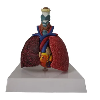 Анатомическая модел на човешки орган в естествена големина Модел на Ларинкса, Заболявания на Гърлото на Белия дроб Материал PVC Медицинска Анатомическая модел на Гърлото, Сърцето, белите Дробове