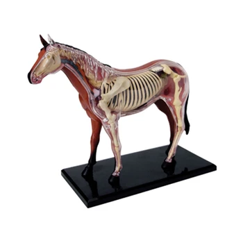 Анатомическая модел орган на животното 4D Интелект кон, играчка за сглобяване, Обучение анатомическая модел, научно-популярна техника, направи си САМ