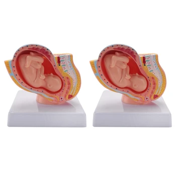 Бременност, 2 ПЪТИ ПРИ човека, Развитието на плода В 9 месец Эмбриональная Модел на органите в малкия таз Анатомия на бременността плода Модел на Плацентата