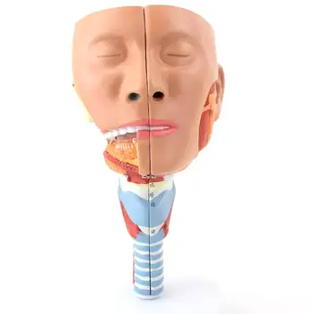 Модел на Предната част на яма контракторной мускулите на фаринкса човек, медицински образователни модели
