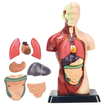 Модел на човешкото тяло, за деца, 11-инчов Своеобразна Пластмасов Подвижен Анатомическая кукла от 8 теми със сърце и органи